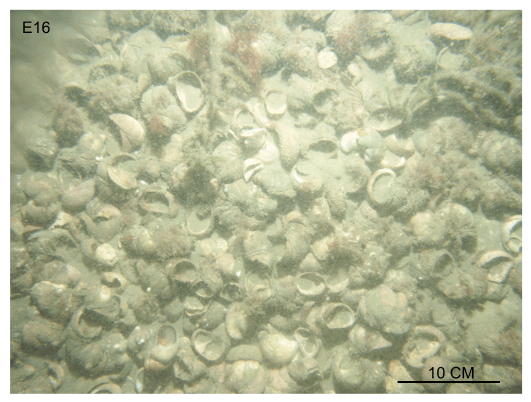 Figure 34, bottom photograph showing a dense slippersnail (Crepidula) shell bed.
