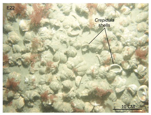 Figure 35, bottom photograph showing the slippersnail (Crepidula) shell bed northeast of the tip of the seaward extension of Middle Flats.