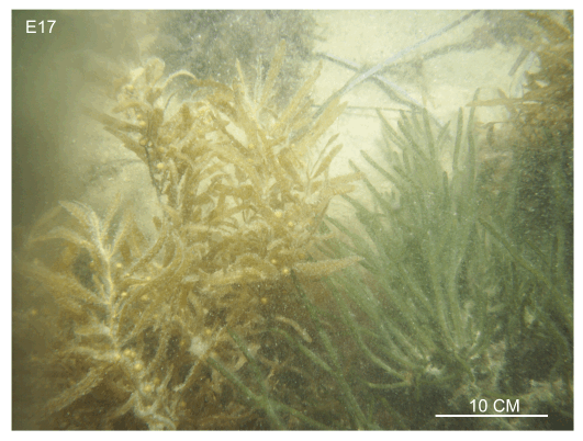 Figure 37, bottom photograph showing dense stands of seaweed.