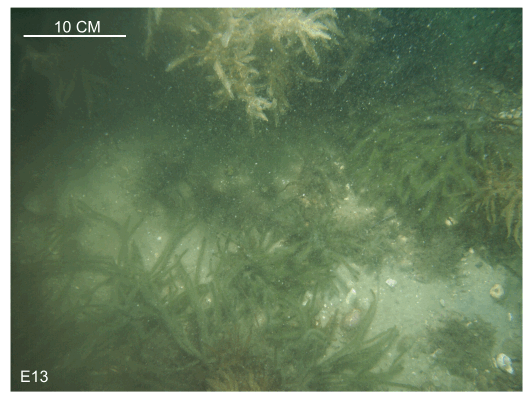 Figure 38, bottom photograph showing dense stands of seaweed.
