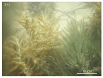 Thumbnail image of Figure 37, bottom photograph showing dense stands of seaweed, and link to larger figure.