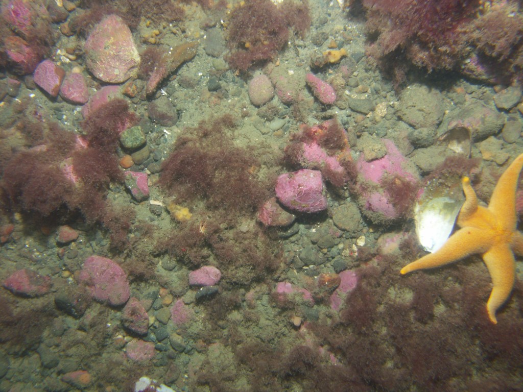 JPEG image of the seafloor