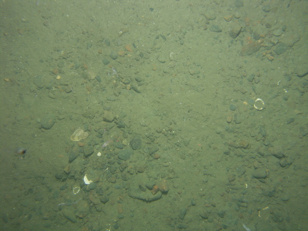 Image of seabed - photo.