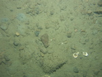 thumbnail image of bottom photograph, and link to larger image