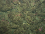 thumbnail image of bottom photograph, and link to larger image