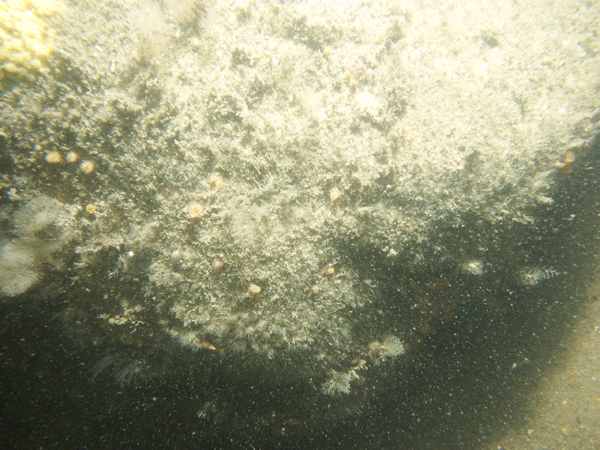 Figure 21. Photograph of the sea floor at station PI12 showing a boulder encrusted with sponges, anemones, and hydrozoans.