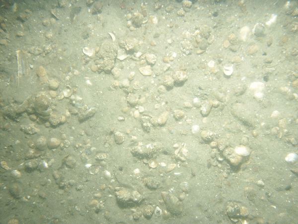 Figure 22. Photograph of the sea floor at station PI10 showing a gravelly environment.