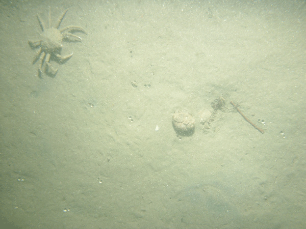Figure 23. Photograph of the sea floor at station PI7 showing a sandy environment and a spider crab.