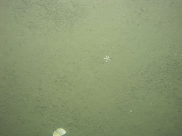 Image of seabed - photo.