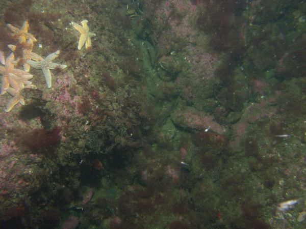 Image of seabed - photo.