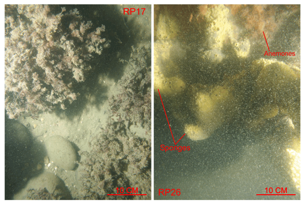 Figure 28. Two photographs of the sea floor showing fauna and flora covering boulders at stations RP17 and RP26. 