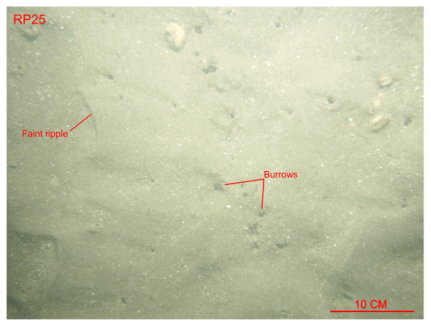 Figure 31. A photograph of the sea floor from station RP25.