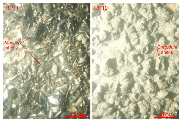 Figure 32. Two photographs of the sea floor showing shell beds off Rocky Point, New York. 