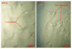 Thumbnail image of figure 30 and link to larger figure. Two photographs of the sea floor from stations RP16 and RP14 showing current-rippled sand that is prevalent in areas characterized by sedimentary environments of coarse-bedload transport.