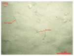 Thumbnail image of figure 31 and link to larger figure. A photograph of the sea floor from station RP25.
