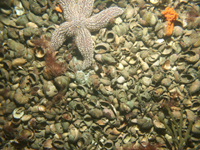 Figure 13:  Photograph showing dense Atlantic slippersnail cover which is present across much of the outer portion Red Brook Harbor. The photograph was acquired with the USGS MiniSEABOSS.