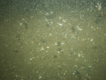 Photograph showing a gravelly sea floor.