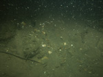 Photograph showing a gravelly sea floor.