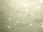 Photograph showing a sandy and gravelly sea floor.