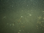 Photograph showing a sandy and gravelly sea floor.