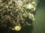 Photograph showing a bouldery sea floor.