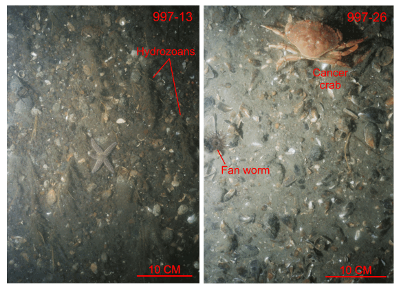 Figure 27. Photographs of gravel in the study area.