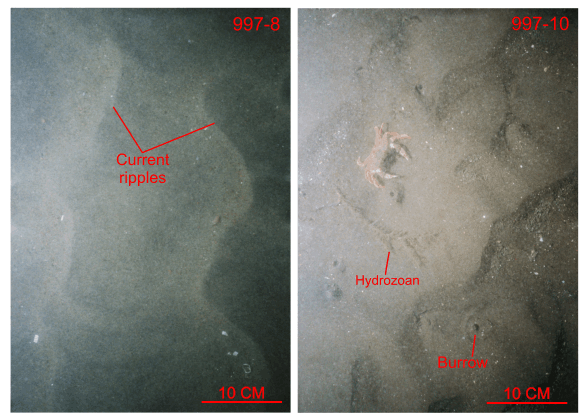 Figure 28. Photographs of current-rippled sand in the study area.