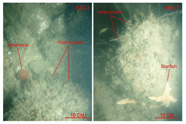 Figure 30. Two photographs of the sea floor from stations 922-3 and 922-7 showing boulders in the study area.