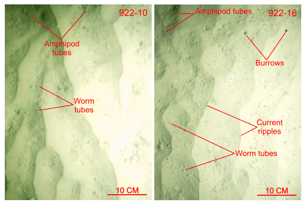 Figure 32. Two photographs of the rippled sea floor at stations 922-10 and 922-16.