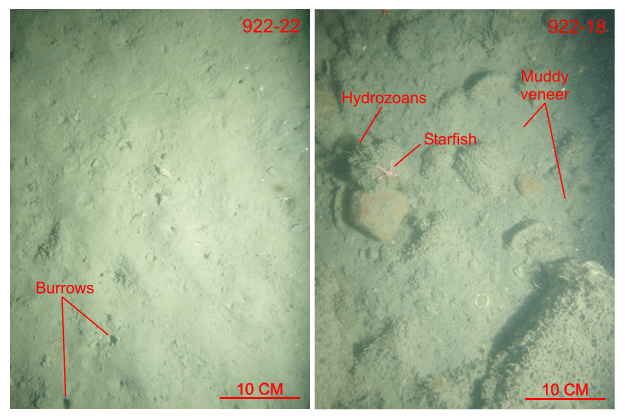 Figure 34. Two photographs of the muddy sand and gravelly sea floor at stations 922-22 and 922-18 respectively.