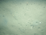 Thumbnail image of figure 19 and link to larger figure. Photograph of a sandy sea floor.