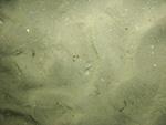 Photograph showing a bouldery sea floor.