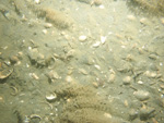 Photograph showing a sandy sea floor.