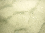 Photograph showing a sandy sea floor.