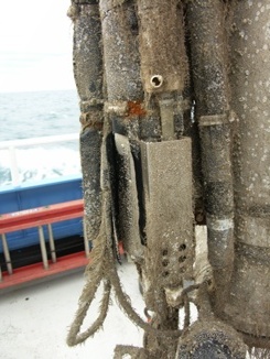 Thumbail image for Figure 29, CTD bio-fouling