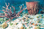 Sponge and coral live bottom 