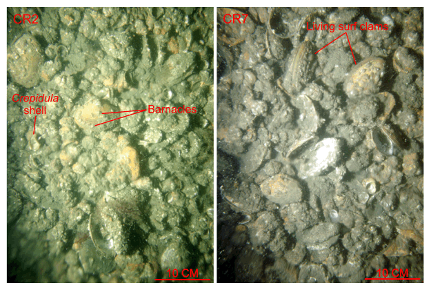 Figure 31. Two photographs of shell beds in the study area.