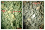 Thumbnail image of figure 31 and link to larger figure. Two photographs of shell beds in the study area.