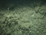 Photograph showing the sea floor in the study area.