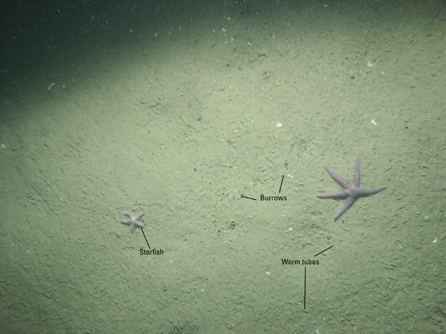 Figure 18. Photograph of a sandy sea floor in the study area.