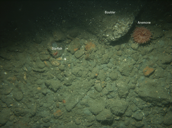 Figure 19. Photograph of gravel on the sea floor in the study area.