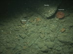 Thumbnail image of figure 19 and link to larger figure. Photograph of gravel on the sea floor in the study area.