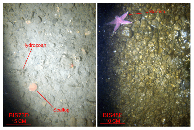 Figure 41. Two photographs of the gravel sea floor in the study area.