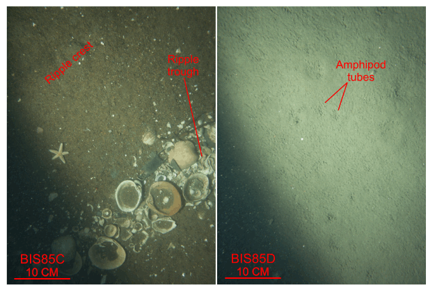 Figure 42. Two photographs comparing the sea floor of a scour depression with the surrounding floor.