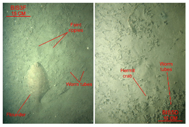 Figure 44. Two photographs of the rippled to flat sea floor.