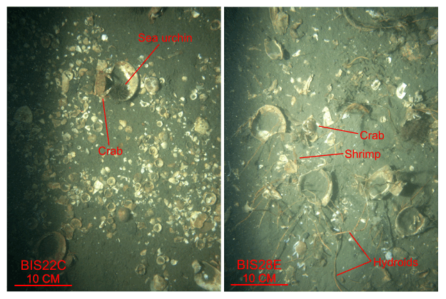 Figure 45. Two photographs of the shell debris in the study area.