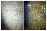 Thumbnail image of figure 41 and link to larger figure. Two photographs of the gravel sea floor in the study area.