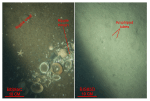 Thumbnail image of figure 42 and link to larger figure. Two photographs comparing the sea floor of a scour depression with the surrounding floor.