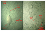 Thumbnail image of figure 44 and link to larger figure. Two photographs of the rippled to flat sea floor.