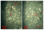Thumbnail image of figure 45 and link to larger figure. Two photographs of the shell debris in the study area.